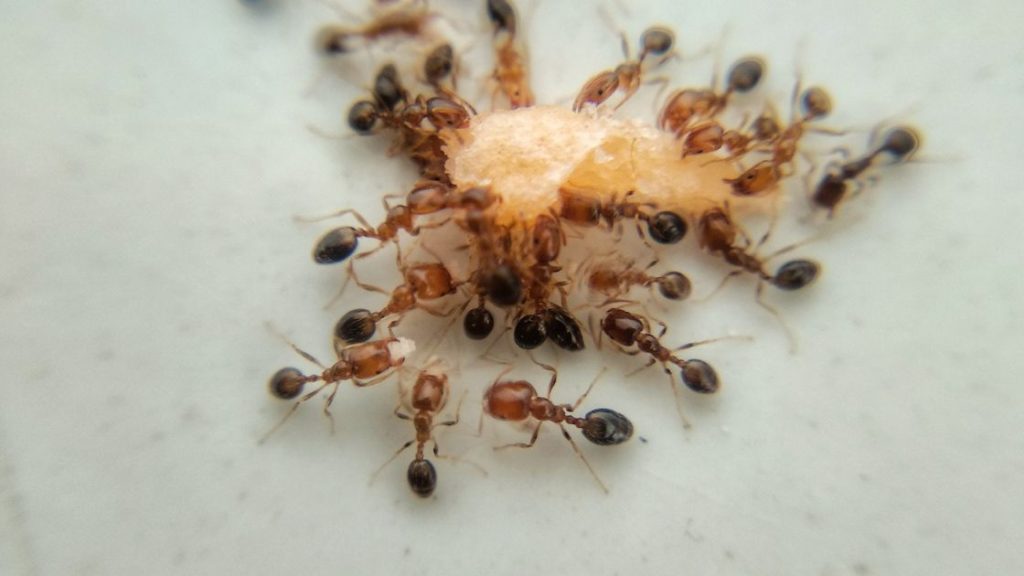 Preventing Ants