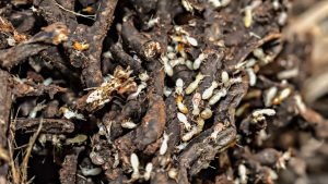 Subterranean Termites