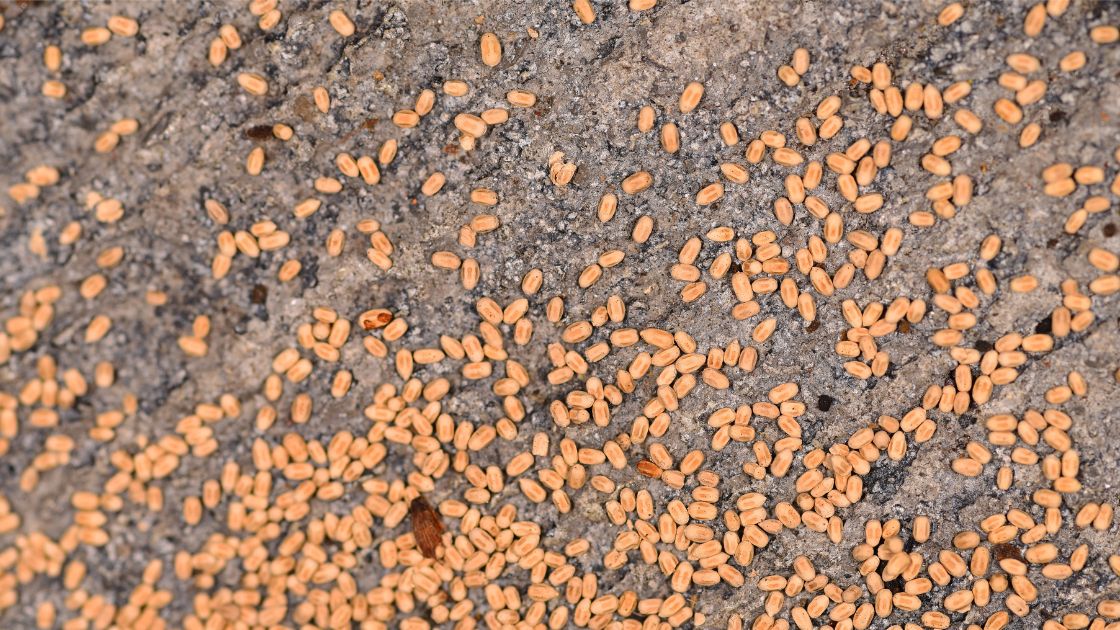 Termite Droppings