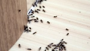 What Attracts Ants
