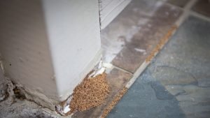 What Do Termite Droppings Look Like