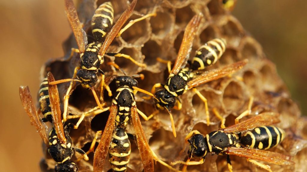 What Makes Wasps so Aggressive