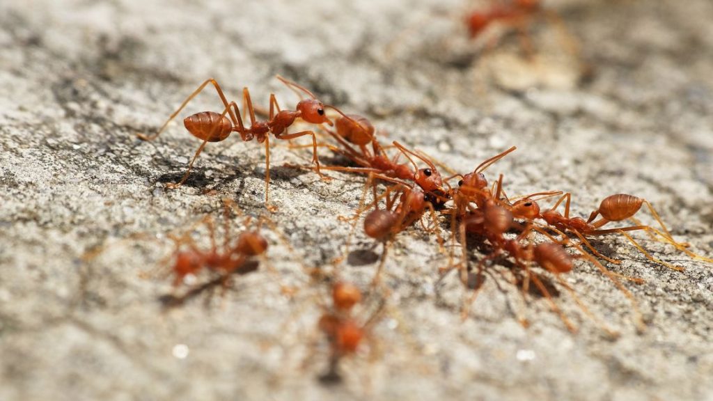 What Smells Do Ants Hate