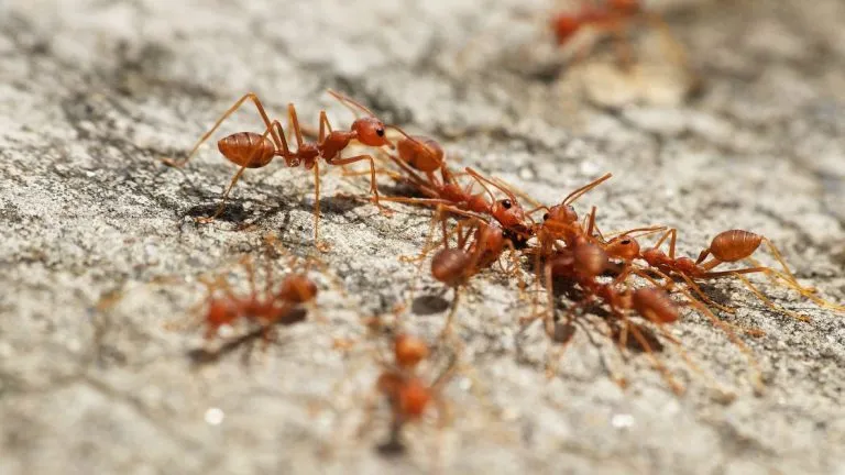 What Smells Do Ants Hate