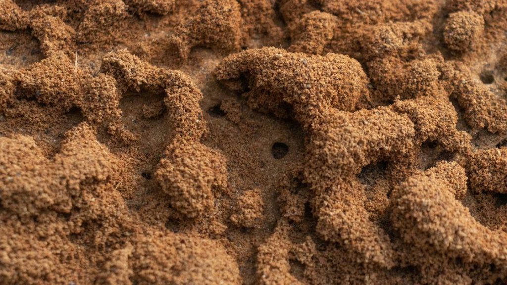 Why Knowing the Size of an Ant Colony Matters for Pest Control