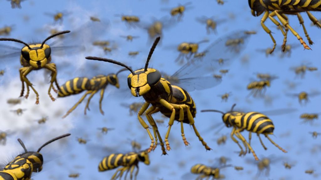 Why are Wasps so Aggressive