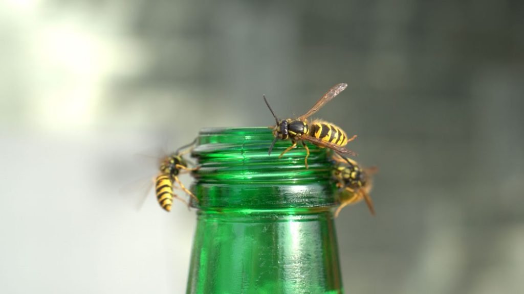 Why do Wasps Buzz at You