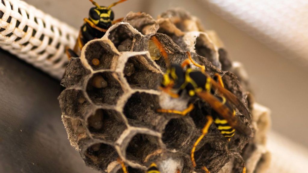 Yellow Jacket Nest