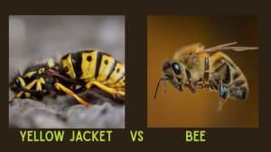 Yellow Jacket vs Bee
