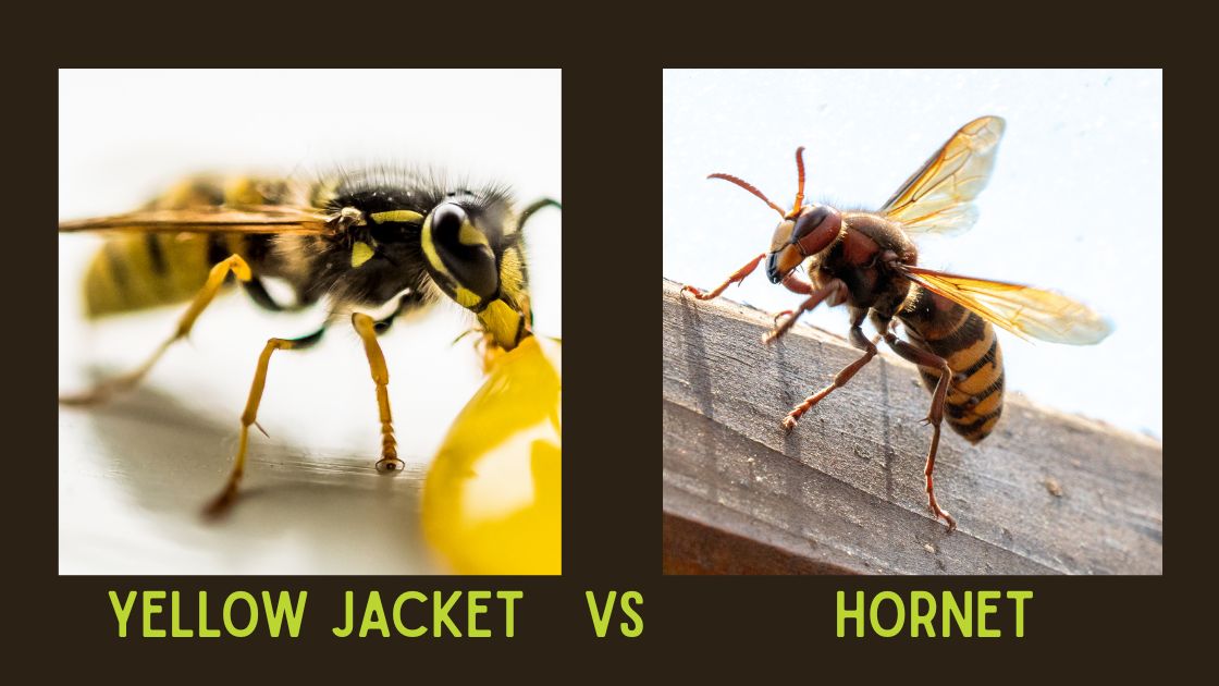 Yellow Jacket vs Hornet