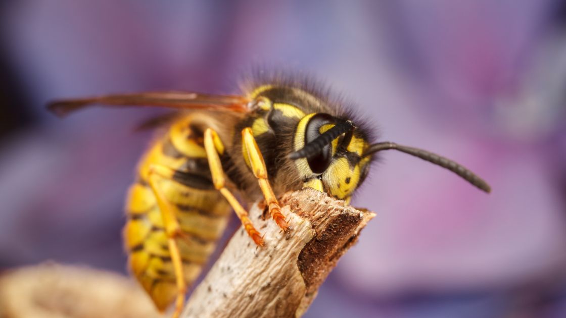 Yellow Jackets