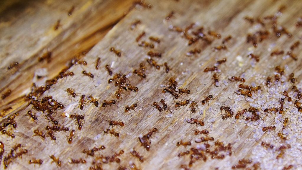 Ant Infestation in House: Top 10 Signs You Shouldn’t Ignore