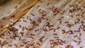 ants infestation in your home
