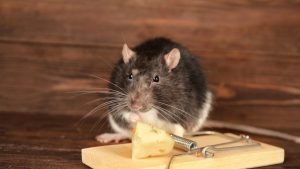 Best Bait to Catch Mice