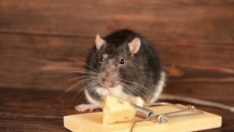 Best Bait to Catch Mice
