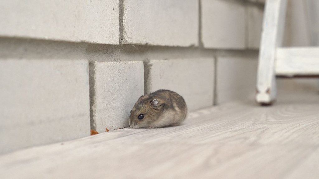 Can Mice Climb Walls and Ceilings