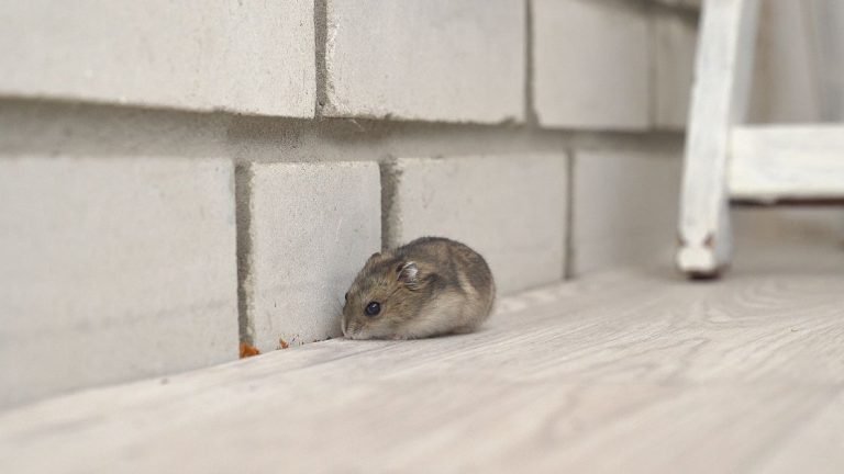 Can Mice Climb Walls and Ceilings