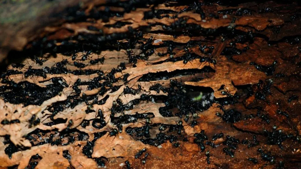 Carpenter ant colony