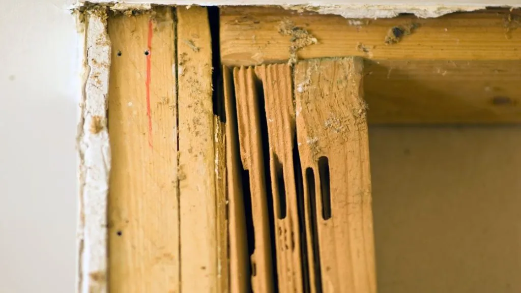Carpenter ant damage