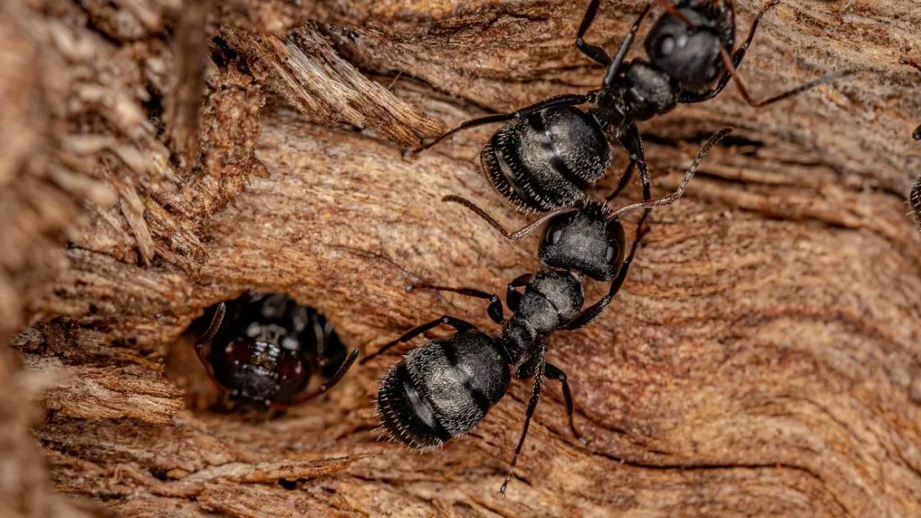 Carpenter ants in your house