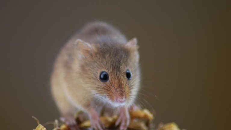 Do Mice Bite What You Should Know About Mouse Bites and Risks