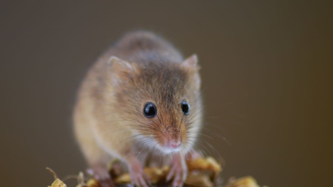 Do Mice Bite - What You Should Know About Mouse Bites and Risks