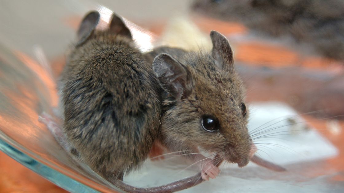 Get rid of mice infestation