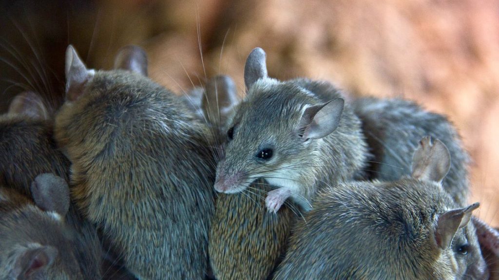 How to Know if You Have Mice Infestation at Home
