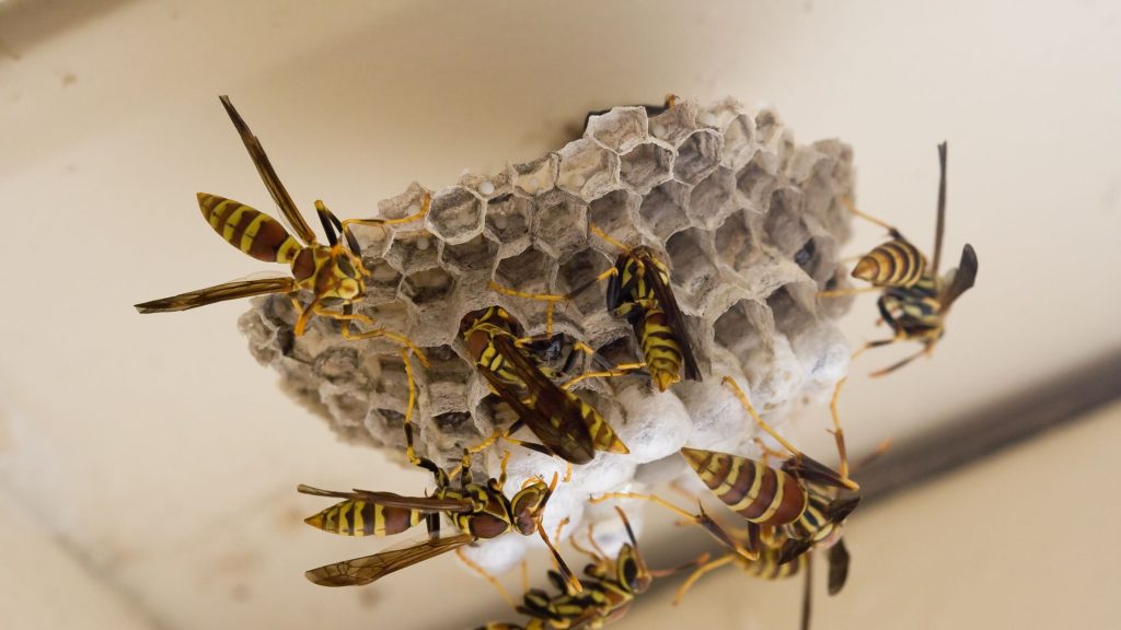 How to Spot a Yellow Jacket Nest