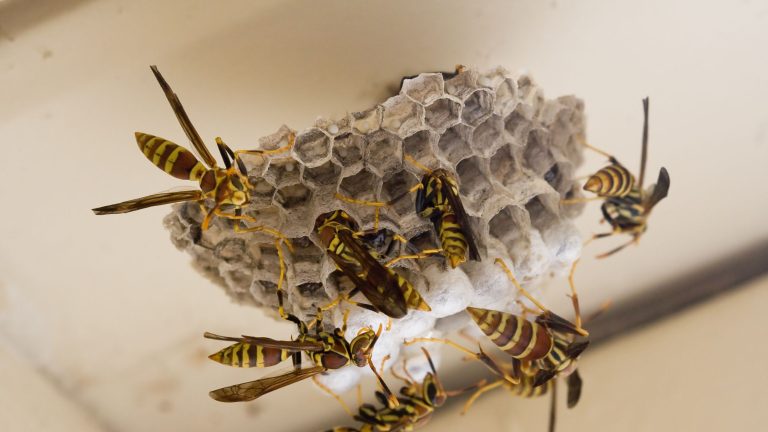 How to Spot a Yellow Jacket Nest