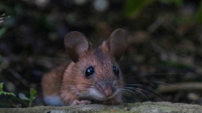 Mice