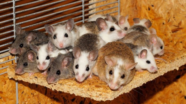 Mice Exterminator Price in Springfield MO