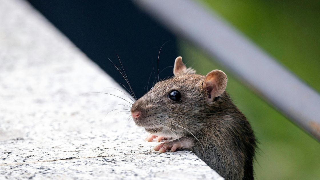 Mice climbing skills