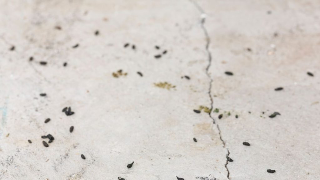 Mice droppings