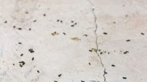 Mice droppings
