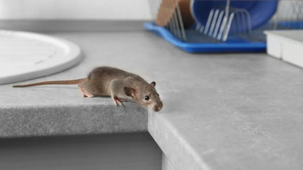 Mice in the kitchen