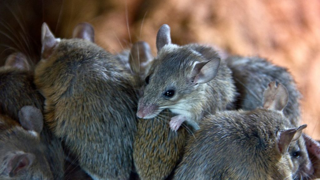 Mice infestation