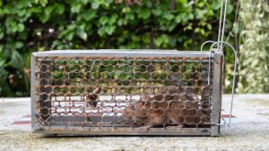 Mouse trap