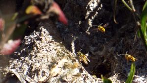 Nest of Yellow Jacket