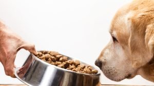 Pet food