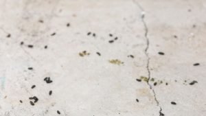 Rodent droppings