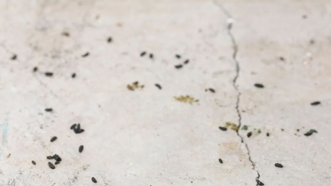Rat Pooping Rodent Poop Identification: Rat vs Mice Droppings