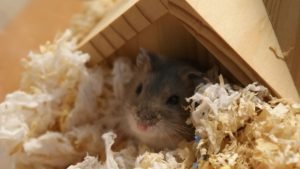 Rodent nest