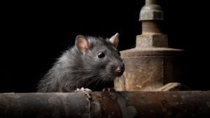 Rodent scratching noise