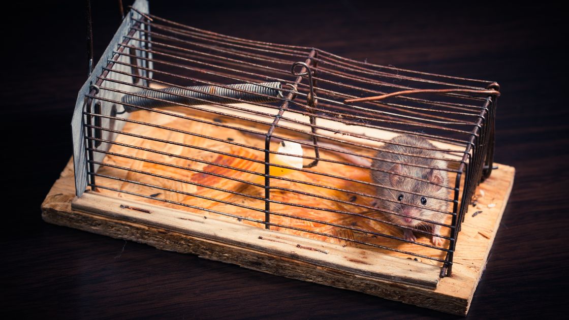 The Best Bait to Catch Mice