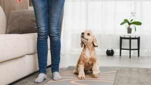 Unusual pet behavior
