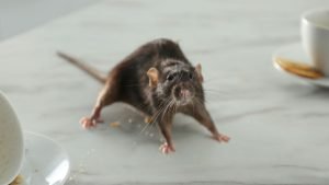 Urine odor from rodents