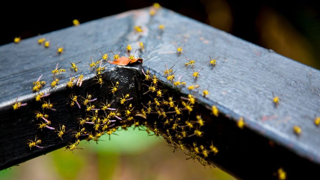Where Are Yellow Jacket Nests Usually Found