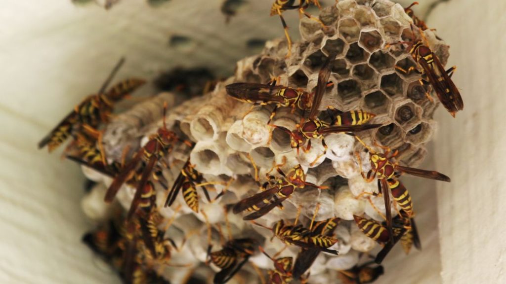 Yellow Jacket Nest