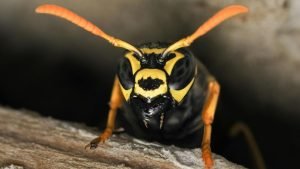 Yellow jacket behind gaps